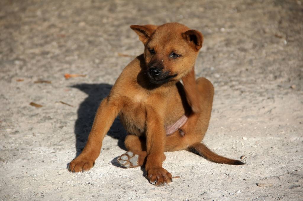 How to get rid of fleas and ticks naturally