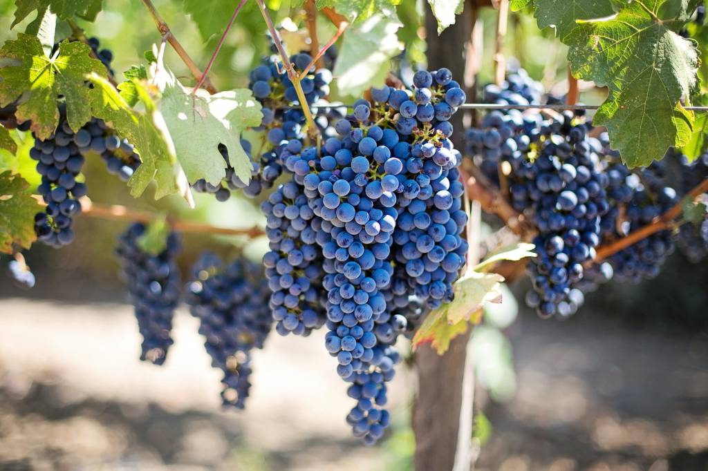 International Grenache Day - A Celebration of Wine