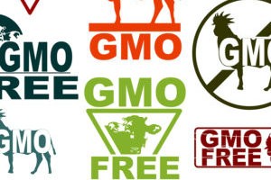 GMOS and Your Health
