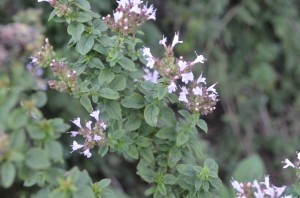 Can Dogs and Cats Eat Oregano? Yes!