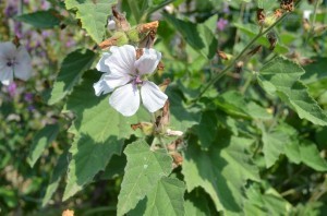 Marshmallow: An Herb For Cats and Dogs