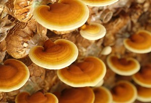 The Benefits of Reishi Mushrooms