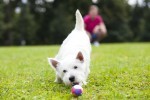 Spring Allergy Support Through Diet
