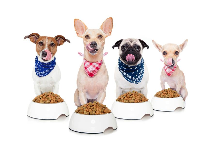 Rotating Your Dog's Food
