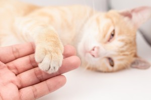 How to Naturally Ease Your Pet's Anxiety