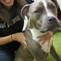 Chiropractic and Laser – A Perfect Match for Animals