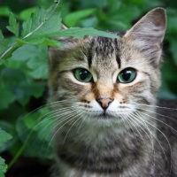 Finding the Right Diet for Your Cat