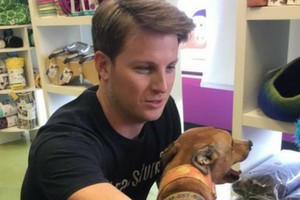Will My Dog Be Sore After an Adjustment?