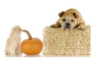 Pick a Pumpkin for Your Pet this Halloween!