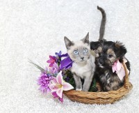 Tips to Enjoy a Safe Easter