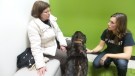 Seizures and the Benefit of Pet Chiropractic Care
