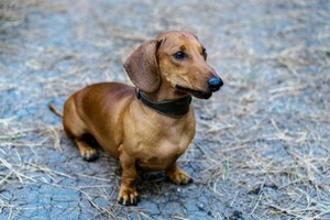 Doxie Disc Disease