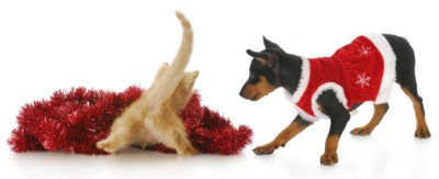 A New Pet for Christmas