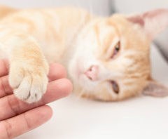 Laser Therapy for Pets