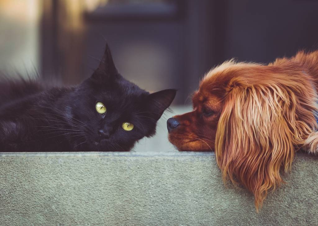 Helping Animals with Lead Poisoning