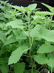 What is Catnip?