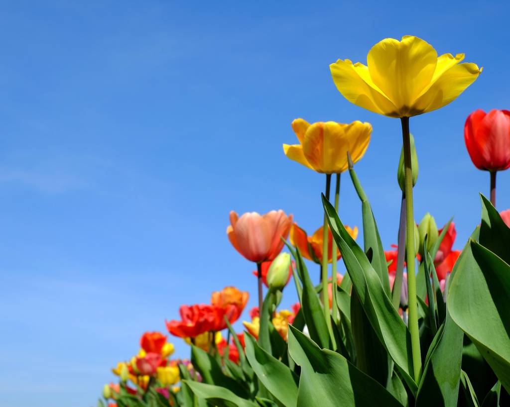 Spring Health Awareness and Earthy Goodness