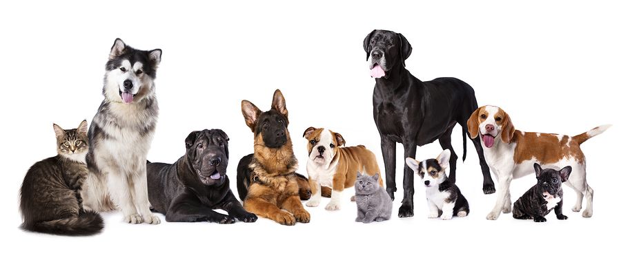May is Pet Cancer Awareness Month
