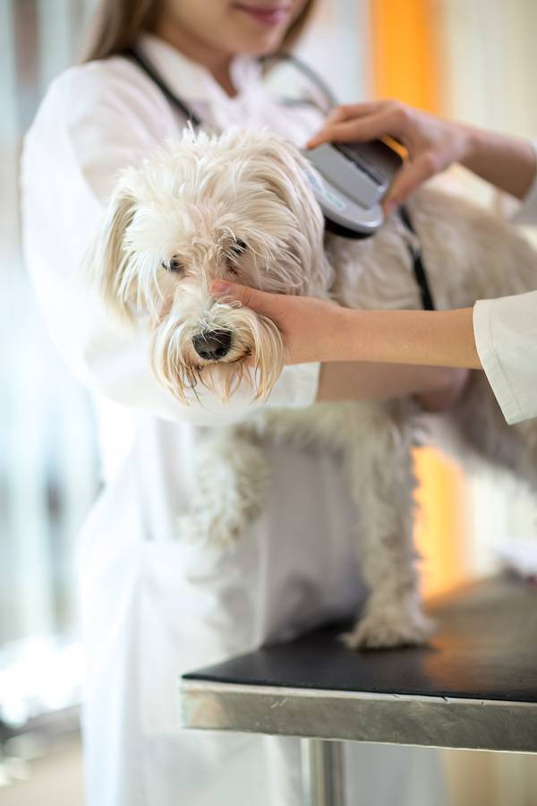 Chip Your Pet Month