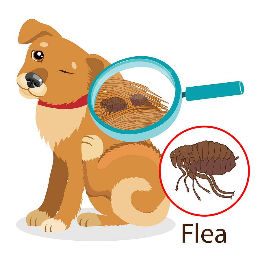 Fleas, Flies and Ticks, Oh My!