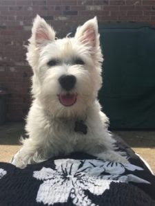 Holistic Pet Care