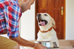 Looking Inside to Ward Off Pet Allergies