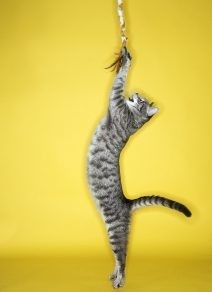 Why Cats Need Interactive Toys