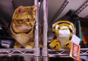 Playtime With Fluff & Tuff