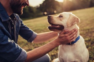 Benefits Of CBD Hemp Oil For Your Pet