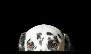 Fireworks, Thunderstorms & Pet Anxiety