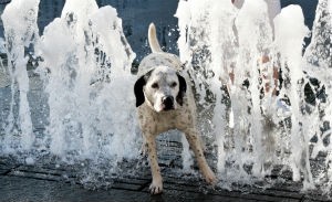 Summertime Heat Hazards