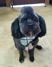 Grooming At Home Vs. Professional Services