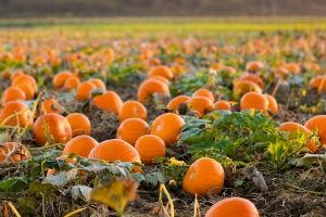 Pumpkin Packs A Powerful Health Punch