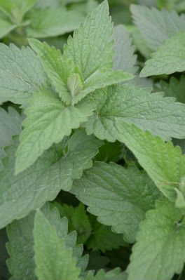 Catnip - Fun, Functional & Not Just For Felines!