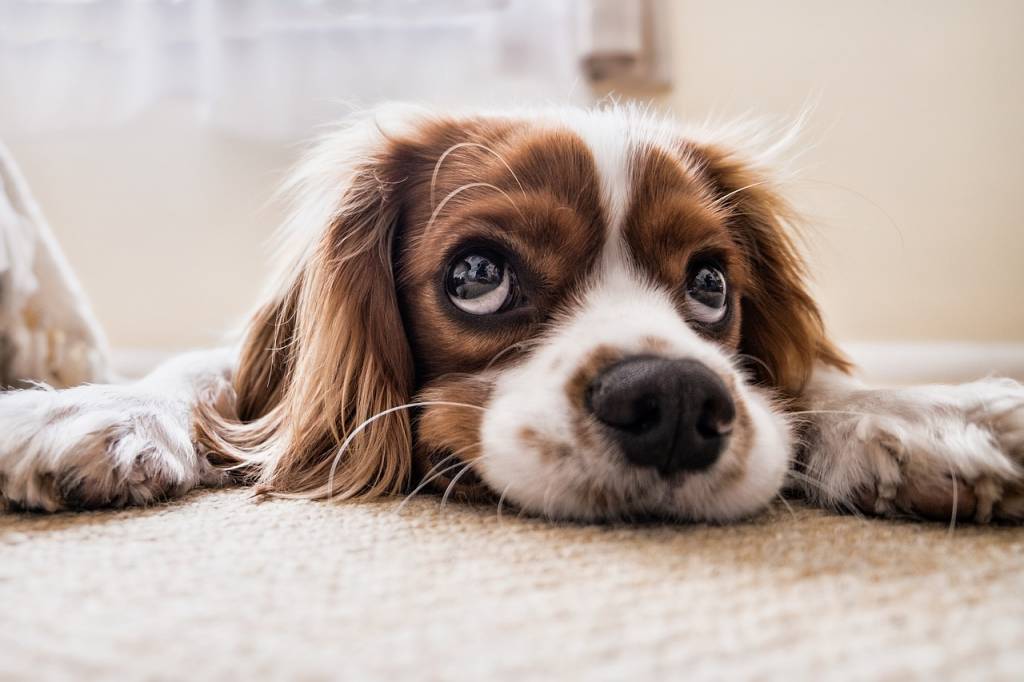Pet Care: Grooming Your Dog