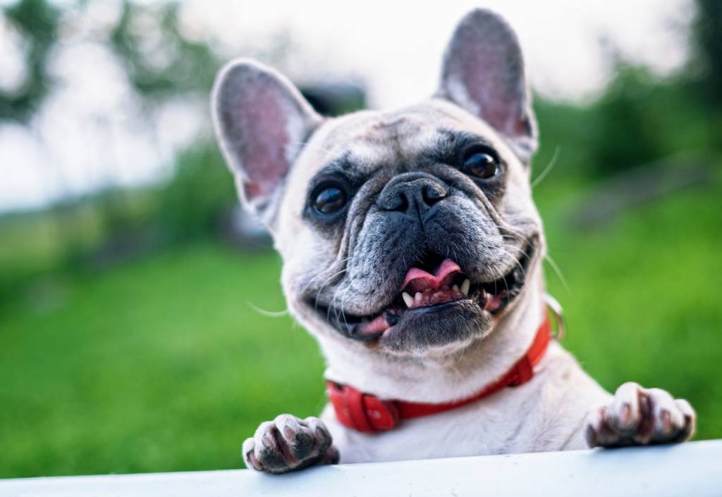 The Do's and Don'ts of Dog Parks