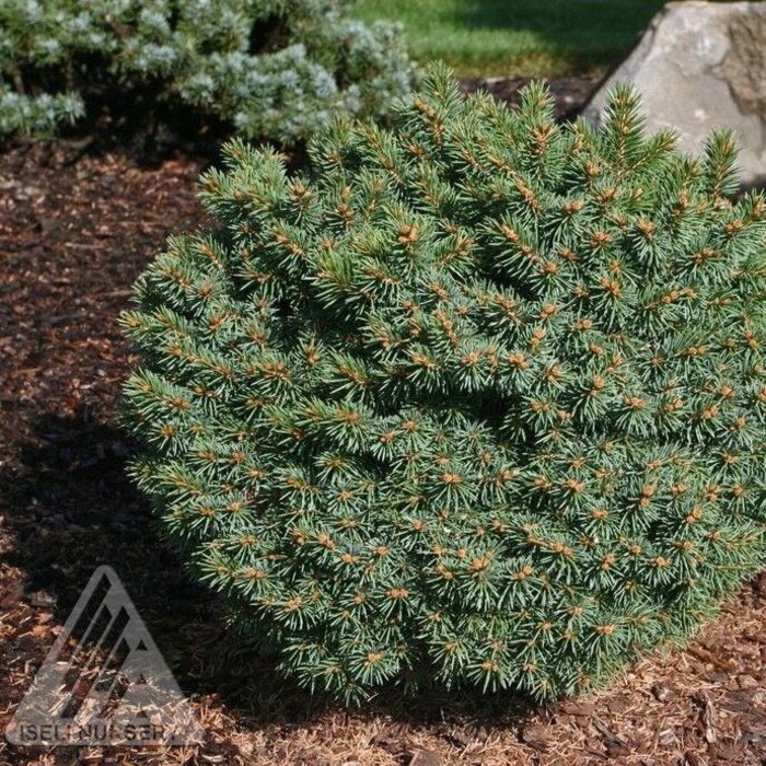 5 Picea Pungens Globosa Dwarf Globe Blue Spruce Bates Nursery 5 Picea Pungens Globosa Dwarf Globe Blue Spruce