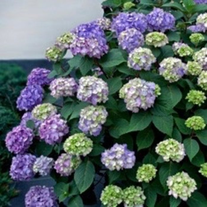 Hydrangea Bates Nursery Garden Center 1 Hydrangea Mac Bloomstruck Endless Summer Leaf Mophead Repeat Rose Home