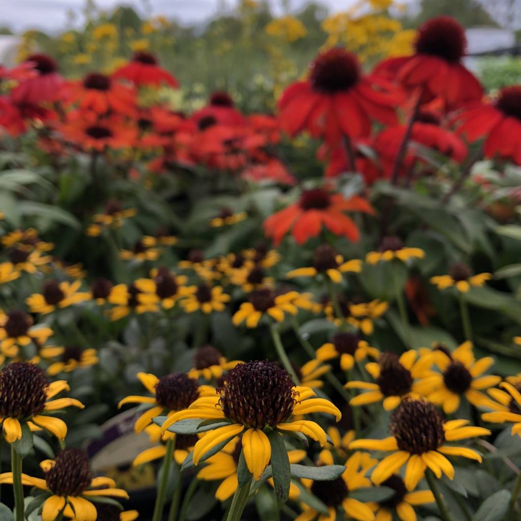 in-the-garden-with-bates-nursery-an-abrupt-change-bates-nursery