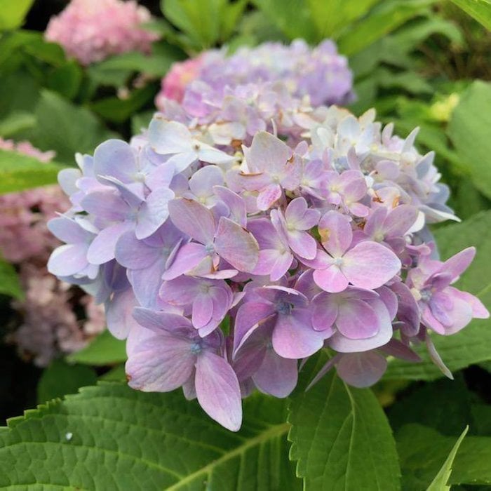 Hydrangea - Bates Nursery & Garden Center