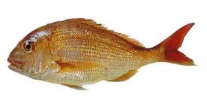 Tips to Catch More Snapper