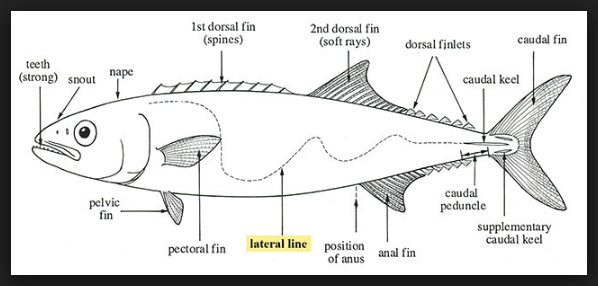 Fish use their senses to find food