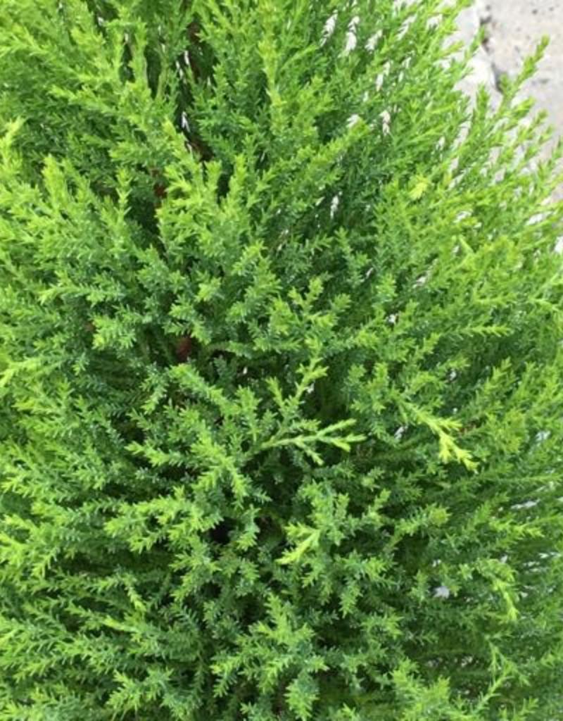 Cupressus Goldcrest Cupressus Goldcrest
