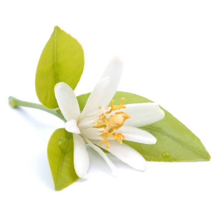 Huile essentielle de néroli (fleur d'oranger) : bienfaits et utilisations