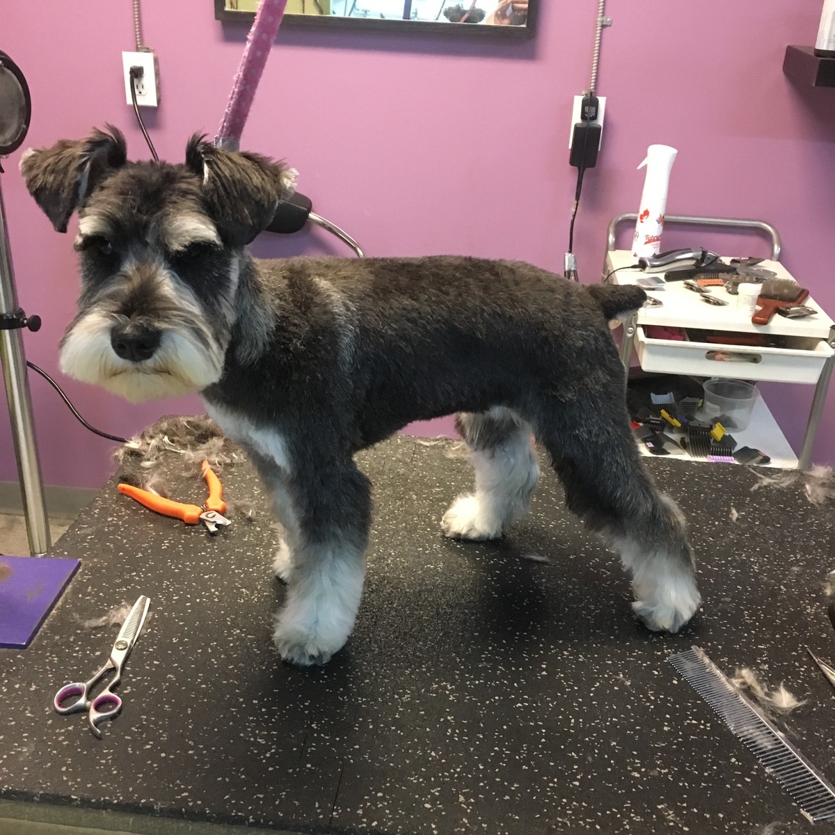 Pet Grooming Especially 4 Pets Calgary Ab Calgary Ab Especially 4 Pets