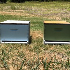 Texas Bee Supply Hive with Used Equipment Details and Description